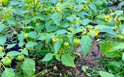 Rust, structuur en voorbereiding