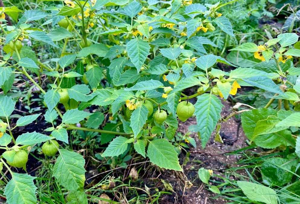 Rust, structuur en voorbereiding