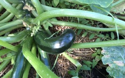 De aftrap met de slimste moestuintips