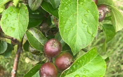 Fruitbomen: Hydrateer & Oogst!